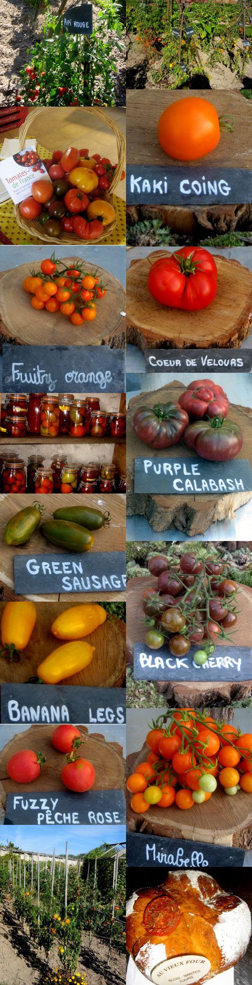 paradis de la tomates