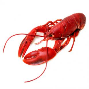 Homard ou Langouste à la Thermidor Homard ou Langouste à la Thermidor