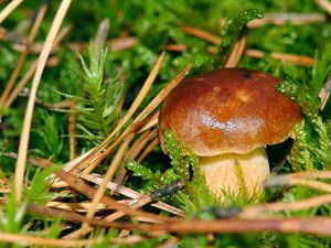 lotte aux cepes