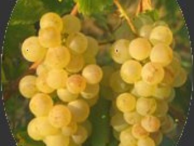 Sur la Route des Vins d'Alsace