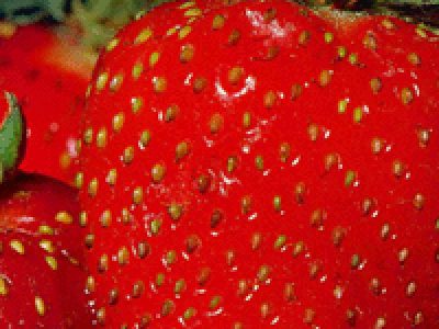 Recette Plougastel Strawberries in a vanilla shell