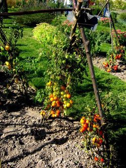 Queen Tomato's paradise paradis de la tomates