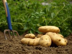 Les pommes de terre   sp550uz - Fotolia.com