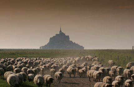 L'agneau de pr-sal du Mont-Saint-Michel enfin AOC  photogolfer - Fotolia.com