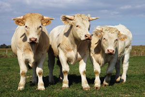 Le boeuf de Charolles obtient le classement AOC ! © Frédéric Prochasson - Fotolia.com Le boeuf de Charolles obtient le classement AOC ! © Frédéric Prochasson - Fotolia.com