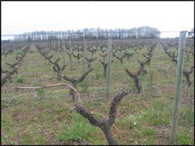 La Taille de la vigne - taille en guyot simple