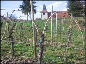 La Taille de la vigne - taille en guyot double