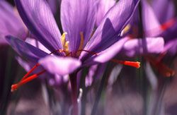 Classification des Epices et Aromates fleur de safran, Francis Vansteenwinckel - Fotolia