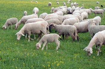 Agneau du Prigord obtient l'IGP  ETIEN - Fotolia.com