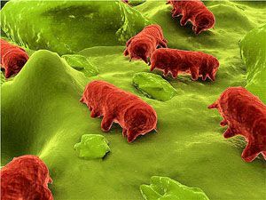 Bactries pathognes et alimentation salmonelles