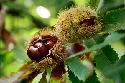 Une AOP pour la chtaigne d'Ardche  Joot - Fotolia.com