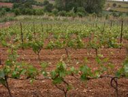 Terroirs de France Vigne du Languedoc