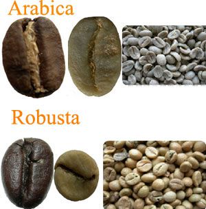 Coffee, how to choose it and make it 