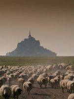 L'agneau de pr-sal du Mont-Saint-Michel enfin AOC