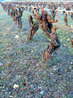 Terroirs de France