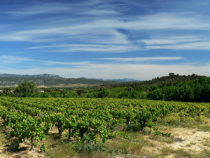 Coteaux du Languedoc wines