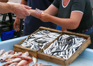 Anchovy from Collioure