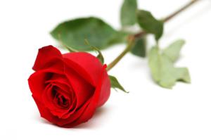 Crystallized Petals of Roses from Provins Crystallized Petals of Roses from Provins