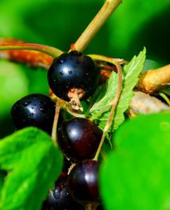 Blackcurrant Cream from Dijon