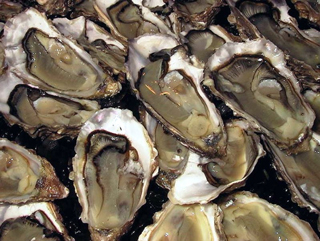 Vende-Atlantic Oysters