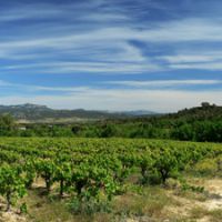 coteaux du languedoc wines