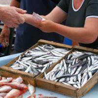 anchovy from collioure