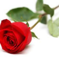 crystallized petals of roses from provins