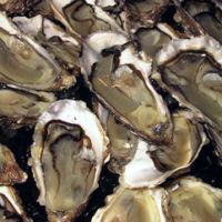 vende-atlantic oysters