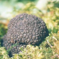 burgundy truffle