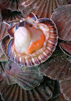 Anchoyade et coquilles St Jacques