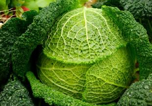 Stuffed cabbage
