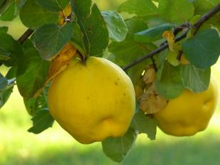 Chutney de coing