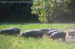 Civet de porc noir de Bigorre