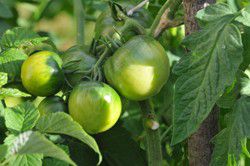 Confiture de tomates vertes