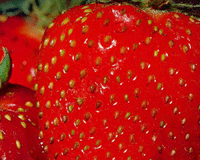 Plougastel Strawberries in a vanilla shell  