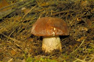 Mushroom coulis