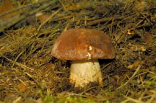 Coulis de cèpes