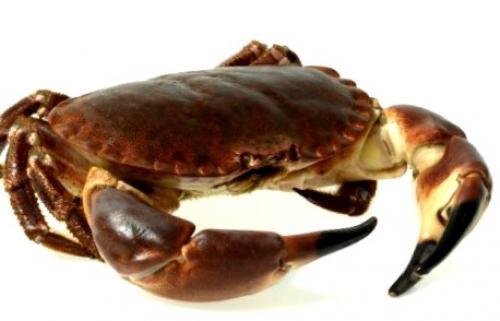 Cream of Crab and Cucumber