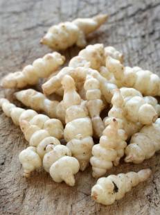 Crosnes  la grecque