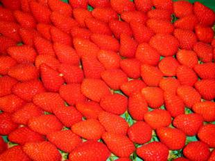 Gateau arien aux fruits rouges