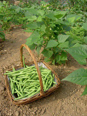 Haricots verts