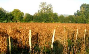 Escargots aux haricots de Soissons 