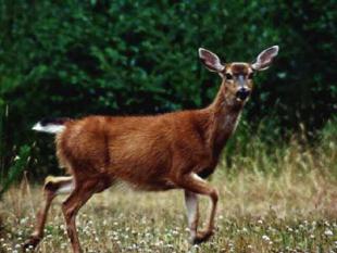 Mignons de biche