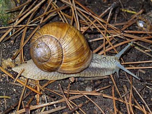 Oeufs aux escargots