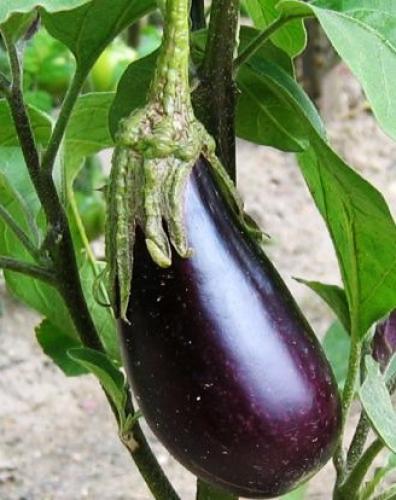 Pain d'aubergines