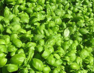 Pesto au Basilic