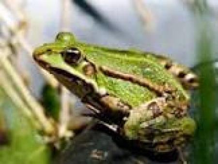 Potage de grenouilles