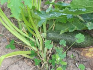 Pudding aux courges