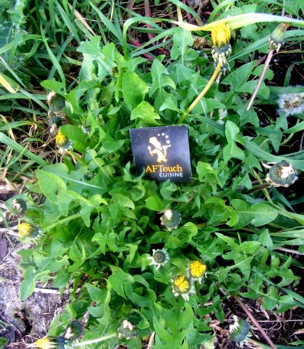 Dandelions and potato salad with lardons