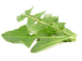 Dandelions salad with lardons